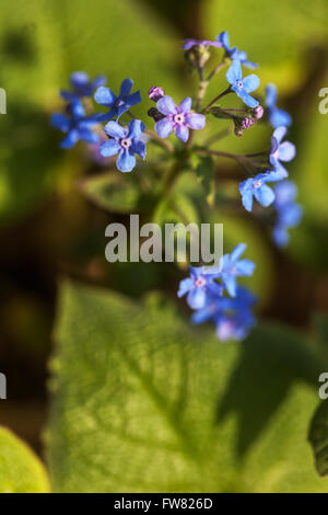 Brunnera macrophylla siberiano bugloss, grande dimenticare-me-non, Heartleaf Foto Stock