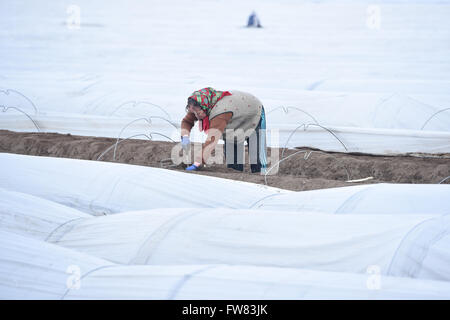 Buerstadt, Germania. 31 Mar, 2016. Un dipendente della società "Baerli Sparagel' (Baerli asparagi) raccolti gli asparagi su un campo di Buerstadt, Germania, 31 marzo 2016. Foto: UWE ANSPACH/dpa/Alamy Live News Foto Stock