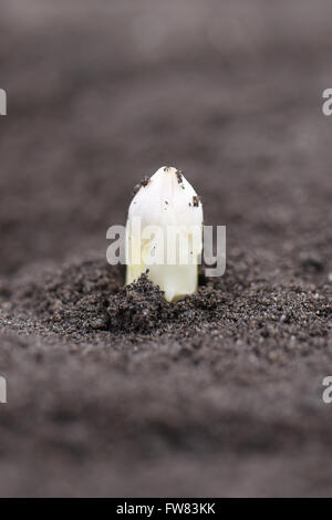 Buerstadt, Germania. 31 Mar, 2016. Gli asparagi raffigurato su un campo della "società Baerli Spargel' (Baerli asparagi) in Buerstadt, Germania, 31 marzo 2016. Foto: UWE ANSPACH/dpa/Alamy Live News Foto Stock