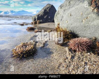 Pietre e ricci di mare sulla spiaggia, marzo 2016 Foto Stock