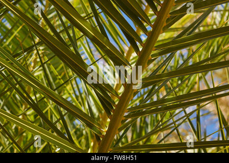 Data le fronde delle palme, Cina Ranch Data Farm, Tecopa, CALIFORNIA, STATI UNITI D'AMERICA Foto Stock