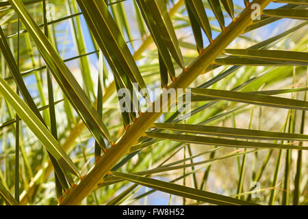 Data le fronde delle palme, Cina Ranch Data Farm, Tecopa, CALIFORNIA, STATI UNITI D'AMERICA Foto Stock