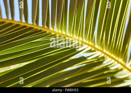 Data le fronde delle palme, Cina Ranch Data Farm, Tecopa, CALIFORNIA, STATI UNITI D'AMERICA Foto Stock