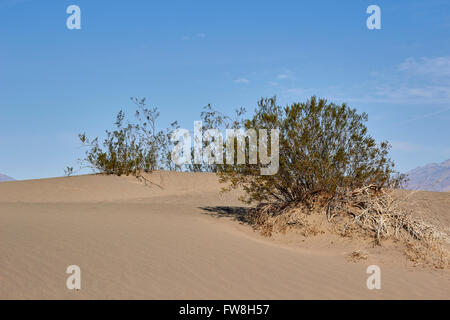 Le dune di sabbia con la vita vegetale, il Parco Nazionale della Valle della Morte, CALIFORNIA, STATI UNITI D'AMERICA Foto Stock