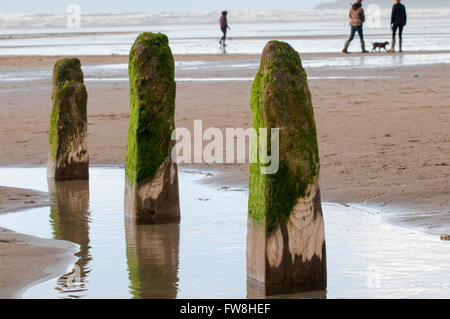 Vecchio molo in legno con alga verde sulla parte superiore Foto Stock