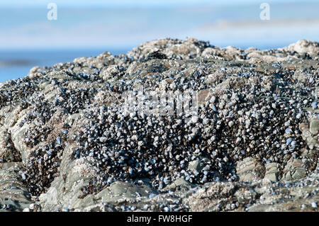 Cozze su una roccia sulla spiaggia pronto a scelta Foto Stock