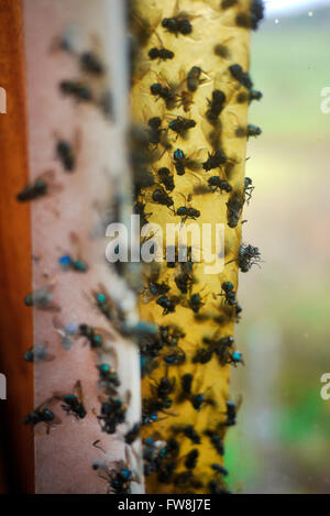 Mosche morte attaccate ad un flypaper nella finestra di una casa. Foto Stock