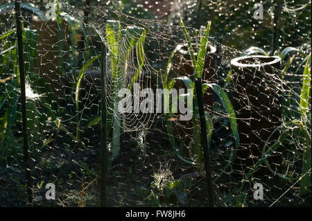 Spider o ragnatela luccicante nella luce del mattino e coperte di rugiada su un lotto di terreno nel Regno Unito. Foto Stock