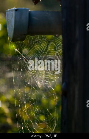 Spider o ragnatela luccicante nella luce del mattino e coperte di rugiada su un lotto di terreno nel Regno Unito. Foto Stock