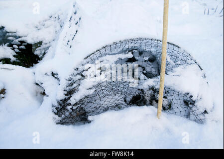 Piante su un riparto diventare ricoperto di uno strato di neve spessa tranne per il fatto che alcuni di essi sono protetti mediante l'uso di pezze e filo che mantiene alcuni inverni miti temperature di congelamento adn ghiaccio da piante di seguito. Foto Stock