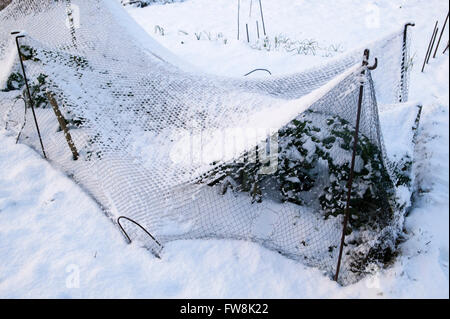 Piante su un riparto diventare ricoperto di uno strato di neve spessa tranne per il fatto che alcuni di essi sono protetti mediante l'uso di pezze e filo che mantiene alcuni inverni miti temperature di congelamento adn ghiaccio da piante di seguito. Foto Stock