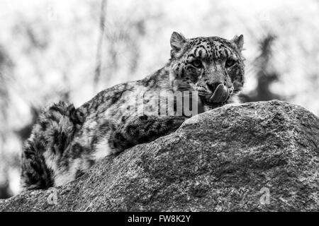 Monocromatico close-up di un leopardo dello Sri Lanka che lo lambisce le labbra dopo un pasto su una grande roccia. Foto Stock