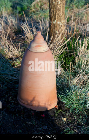 Una terracotta campana di vetro usato per forzare il rabarbaro è immesso al di sopra delle giovani piante per tenerli al buio per aiutare a mantenere i gambi di frutta dolce e succosa come crescono nello spazio racchiuso. Foto Stock