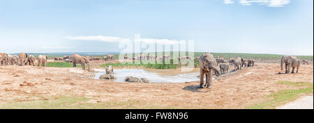 Un grande gruppo di elefanti a un fangoso waterhole Foto Stock