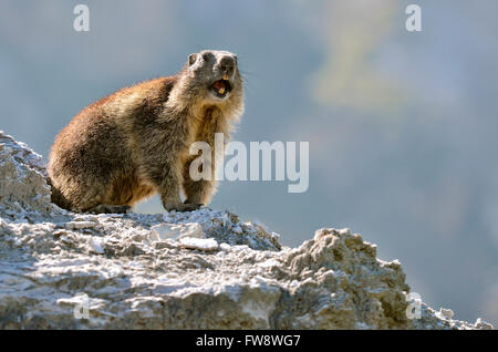 Alpine marmotta (Marmota marmota) su roccia dando un grido di allarme, nelle Alpi francesi, Savoie department a La Plagne Foto Stock