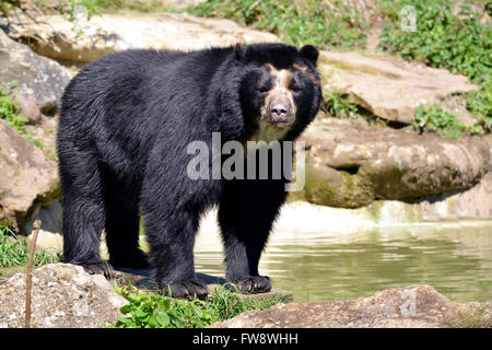 Orso andino (Tremarctos ornatus) in piedi vicino al laghetto, noto anche come l'orso spectacled Foto Stock
