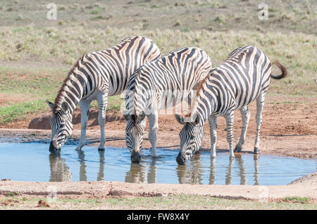 Tre Burchells zebre, Equus quagga burchellii, acqua potabile Foto Stock