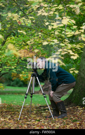 In autunno o in autunno arriva alberi iniziano a girare e lascia prendere su colori vivaci la creazione di visualizzatori di rossi e arancioni e gialli nella foresta. Foto Stock