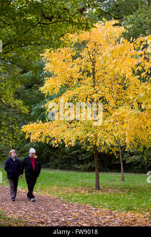 In autunno o in autunno arriva alberi iniziano a girare e lascia prendere su colori vivaci la creazione di visualizzatori di rossi e arancioni e gialli nella foresta. Foto Stock