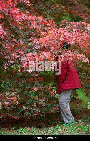 In autunno o in autunno arriva alberi iniziano a girare e lascia prendere su colori vivaci la creazione di visualizzatori di rossi e arancioni e gialli nella foresta. Foto Stock