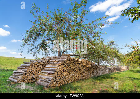 Big woodpile in due righe sotto un albero di mele con mature mele rosse in un frutteto. Foto Stock