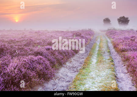 Percorso attraverso il blooming heather su una mattinata nebbiosa a sunrise. Fotografato vicino a Hilversum nei Paesi Bassi. Foto Stock