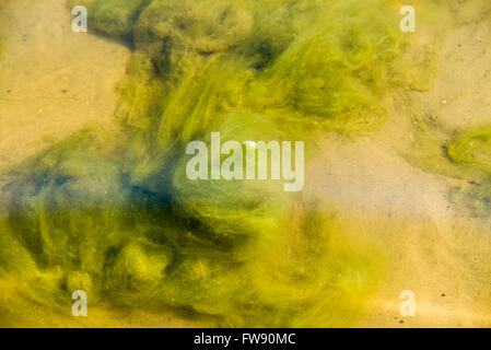 Le Alghe verdi modelli sull'acqua Foto Stock