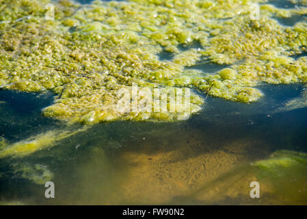 Le Alghe verdi modelli sull'acqua Foto Stock