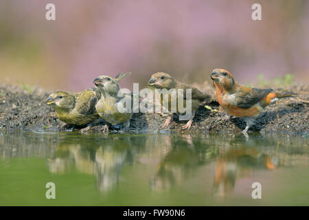Un'intera famiglia di Crossbills comuni (Loxia curvirostra) / bere in uno stagno in mezzo alla fioritura di erica, fauna selvatica, Europa. Foto Stock