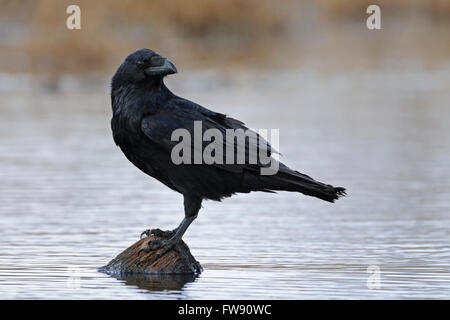 Comune enorme Raven / Kolkrabe ( Corvus corax ) sorge in mezzo a un piccolo acqua su un naturale pezzo di legno a guardare indietro. Foto Stock