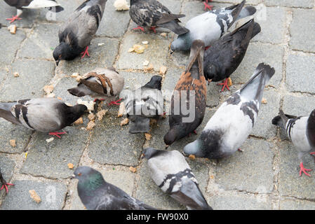 Pigeon vicino fino in strada Foto Stock