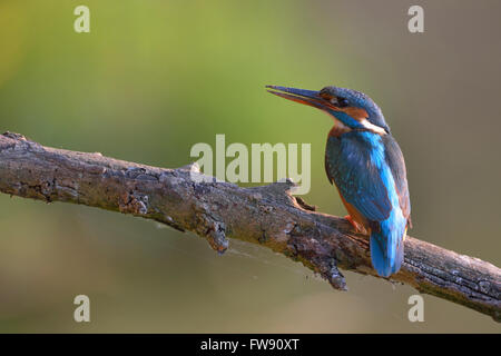 Il Martin pescatore comune ( Alcedo atthis ), femmina adulta, arroccato con fango smudgy bill dopo scavando il suo allevamento burrow in un argine Foto Stock