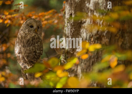 Ural Owl / Habichtskauz ( Strix uralensis ), uccello preda adulto arroccato in un albero in autunno, circondato da foglie colorate autunnali, fauna selvatica, Europa. Foto Stock