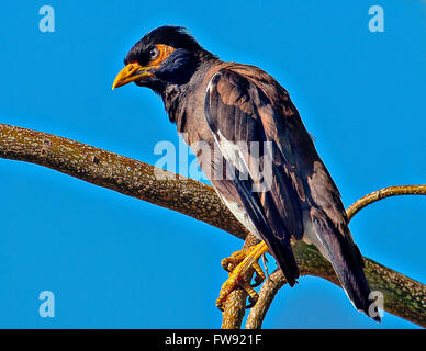 Comune di Myna Bird in piedi sul ramo Foto Stock