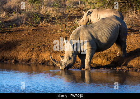 Rinoceronte bianco femmina con il suo vitello a Watering Hole in Phinda private game reserve KwaZulu Natal, Sud Africa Foto Stock