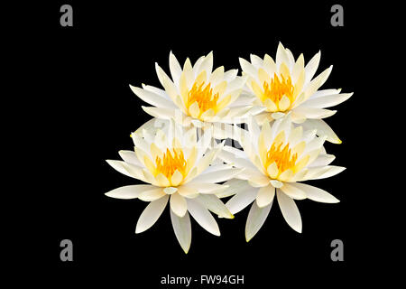 Lotus isolati su sfondo nero Foto Stock