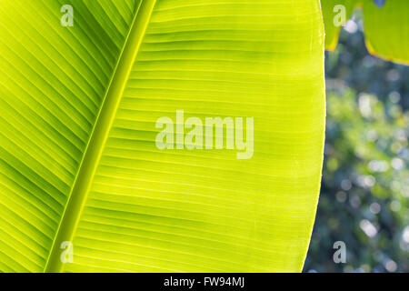 Banana Leaf texture Foto Stock