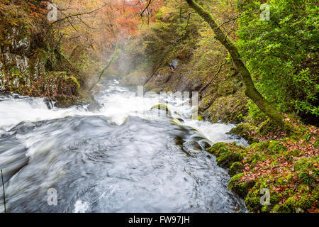 Swallow Falls si trova sul Afon Llugwy vicino a Betws-y-Coed, Conwy, Wales, Regno Unito, Europa. Foto Stock