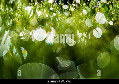 Primo piano di gocce di rugiada rifrangere la mattina presto la luce del sole su un verde prato shot a basso angolo Foto Stock