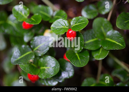 Frutti di bosco che porta mangiare sulla Table Rock State Park nel Sud Carolina. Foto Stock