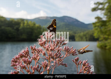 Butterfly a Pinnacle Lago con Table Rock State Park in background. Foto Stock