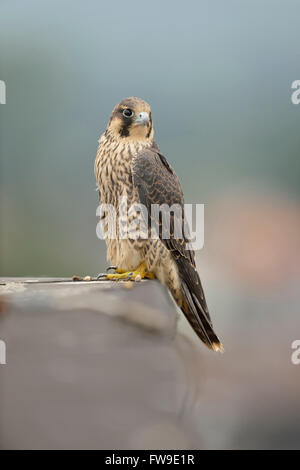Falco Peregrine ( Falco peregrinus ), giovane rapace, seduto ai margini di un tetto in cima ad un edificio industriale, fauna selvatica, Europa. Foto Stock