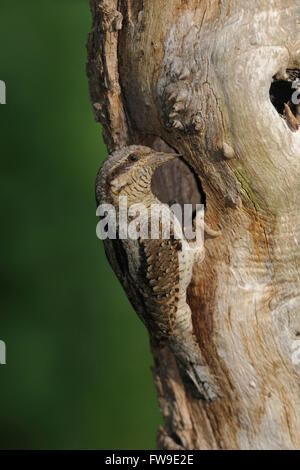 Eurasian spasmodico / Wendehals ( Jynx torquilla ), uccello adulto, arroccato in un tronco di albero di fronte il suo foro di nidificazione. Foto Stock