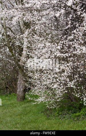 Prunus spinosa. Prugnolo fiori in primavera. Foto Stock