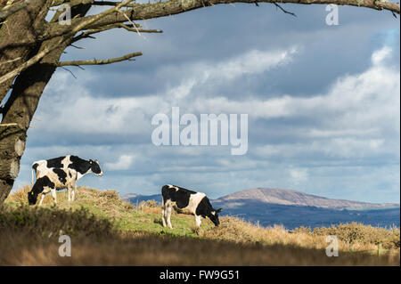 Tre mucche stand in un campo, incorniciato da un albero sulla testa di pecora modo, West Cork, Irlanda Foto Stock