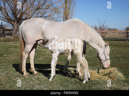 Bianco e Marrone rossiccio cavallo bambino alimentazione da madre a tutta lunghezza Foto Stock