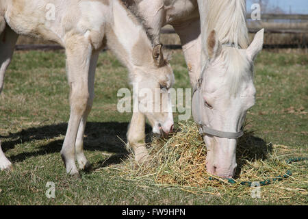 Bianco cavallo adulto e il puledro di pascolare su fieno Foto Stock