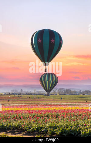 I palloni ad aria calda di decollare in campo di tulipani in Woodurn Oregon durante il sunrise Foto Stock