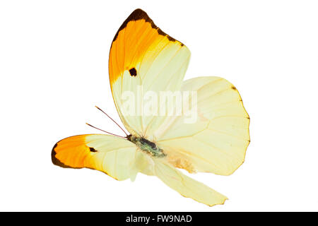 Immagine ravvicinata di flying butterfly (Anteos Menippe). Foto Stock