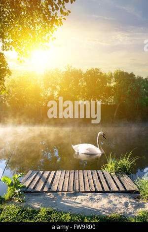 Swan nella mattina vicino a ponte di legno Foto Stock